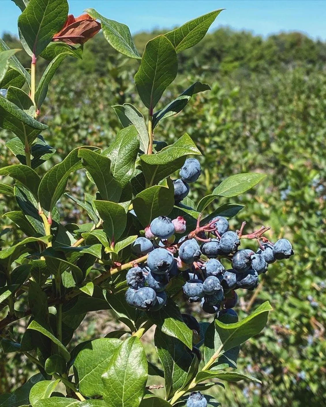 Blueberry Farms (4 mi)